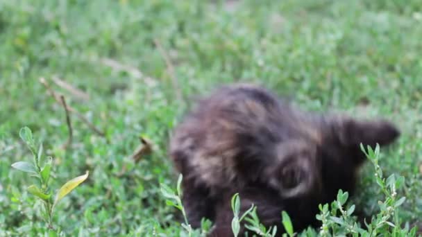 Грязный трехцветный лохматый котенок на траве — стоковое видео