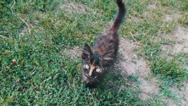 Грязный трехцветный лохматый котенок на траве — стоковое видео