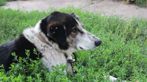 Yaşlı yorgun köpek ile zincir bahçedeki yaslanmış — Stok video