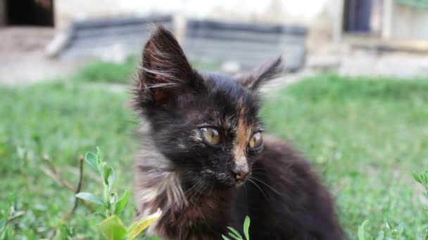 Sujo tricolor shaggy vadio gatinho no grama close-up vista — Vídeo de Stock