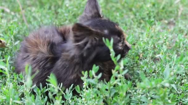 Sujo tricolor shaggy vadio gatinho no grama close-up vista — Vídeo de Stock