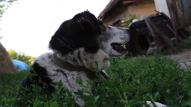 A régi kimerült kutya az udvaron a megharapott legyek láncok és rohadt füle zár-megjelöl kilátás — Stock videók