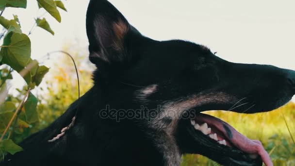 Bellissimo cane si guarda intorno con la lingua appesa fuori — Video Stock