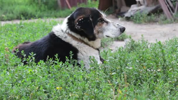 Gamla utmattad hund lutar på kedjorna på gården — Stockvideo