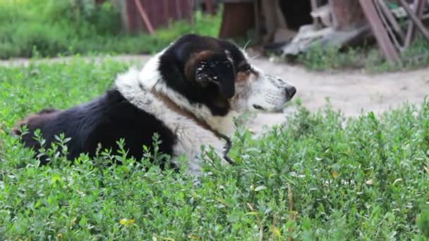 Viejo perro agotado se apoya en las cadenas en el patio — Vídeos de Stock