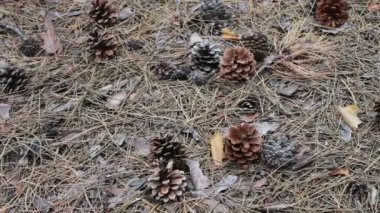 Çam kozalakları orman yere