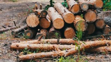 Ormandaki yere kesilen ağaçlardan büyük günlükleri yalan. Ağaçlar yere katlanmış. Ormansızlaşma sorunu. Yeni kesilen ağaçtan güdük