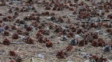 Çam kozalakları orman yere