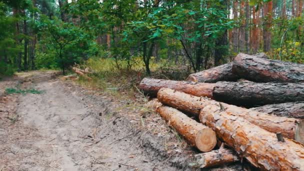 Lote de troncos talados de árboles cuidadosamente doblados — Vídeo de stock