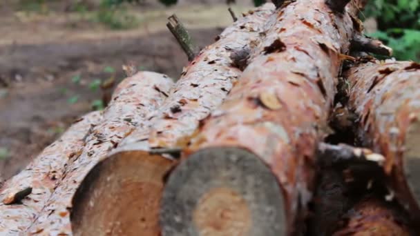 Складені дерева на землі. Проблема вирубки лісів. Величезні колоди з опалих дерев лежать у лісі на землі. — стокове відео