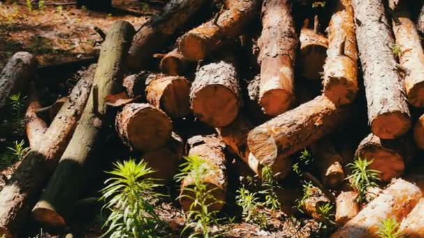 Много срубленных стволов с деревьев аккуратно сложенных — стоковое видео