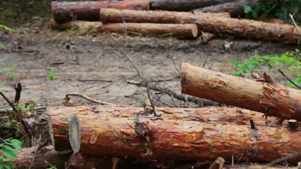 Enormes troncos de árboles talados yacen en el bosque en el suelo.Árboles plegados en el suelo.tocón de árboles recién talados. El problema de la deforestación . — Vídeo de stock