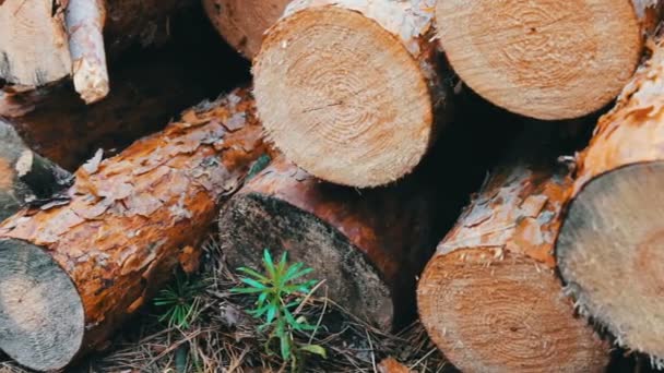 Grandes troncos talados en el bosque en el suelo. El problema de la deforestación. Troncos de árboles talados en el bosque — Vídeos de Stock