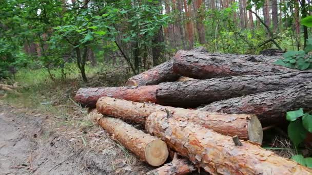 Árboles plegados en el suelo.tocón de árboles recién talados.Enormes troncos de árboles talados yacen en el bosque en el suelo. El problema de la deforestación . — Vídeos de Stock