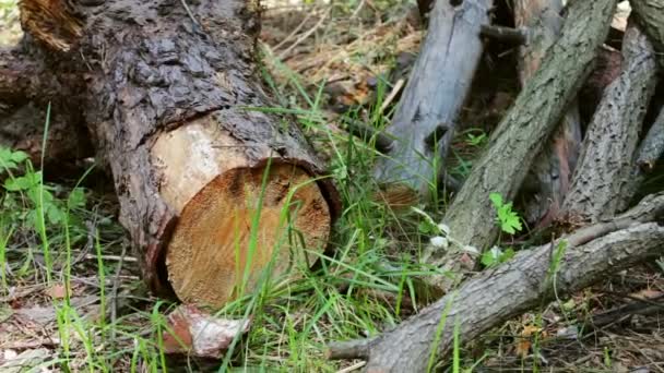 Vi um tronco de árvore na floresta. O tronco da árvore só foi cortado e deixou serragem ao redor — Vídeo de Stock