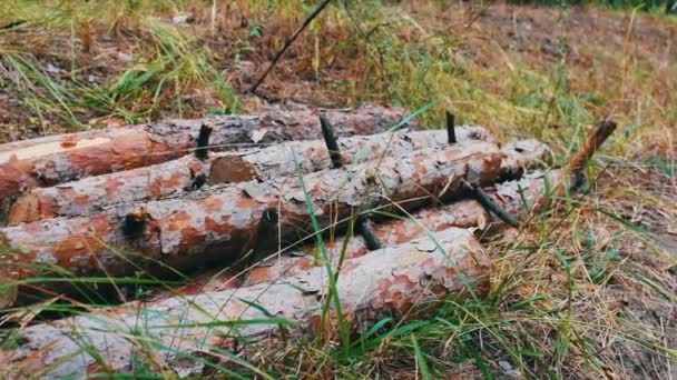 Heleboel gekapte stammen van bomen netjes gevouwen — Stockvideo