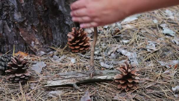 Mujer trata de criar un fuego en el bosque con la ayuda de la fuerza de la fricción de un palo de madera en un tronco — Vídeo de stock