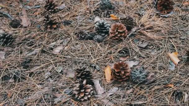 Сосновые шишки на земле в лесу — стоковое видео