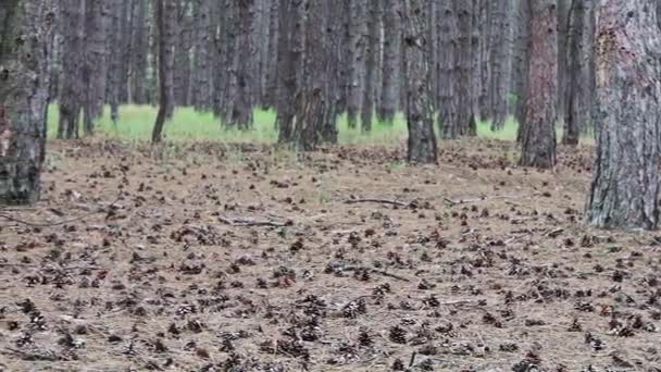Conos de pino en el suelo en el bosque — Vídeo de stock