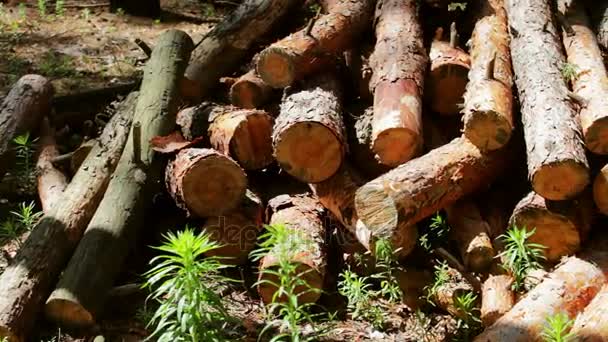 Mnoho z pokácených kmenů stromů úhledně složenej — Stock video