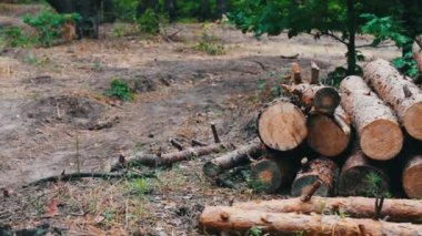 Ormandaki yere kesilen ağaçlardan büyük günlükleri yalan. Ağaçlar yere katlanmış. Ormansızlaşma sorunu. Yeni kesilen ağaçtan güdük