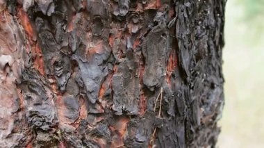 Görünümü kadar yanmış ve kavrulmuş ağaç gövdesi yakın. Çam ağacı orman yangında zarar.