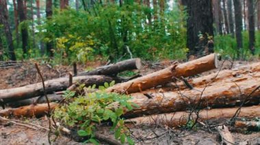 Ormanda yere kesilen büyük günlükleri. Ormansızlaşma sorunu. Ormanın içinde kesilen ağaç gövdeleri