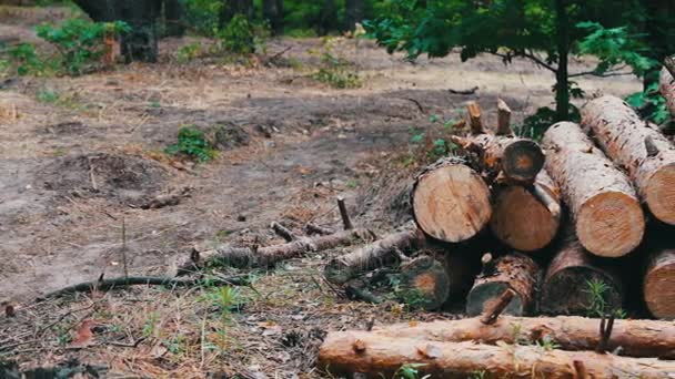 Ogromny logi z drzewa ścięte leżą w lesie na ziemi. Składany drzew na ziemi. Problem wylesiania. Kikut z nowo ścięte drzewo — Wideo stockowe