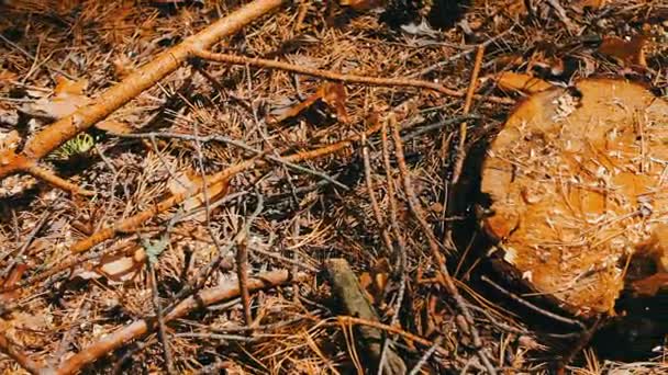 Tombe d'un arbre récemment abattu. Arbres abattus dans la forêt.Le problème de la déforestation — Video