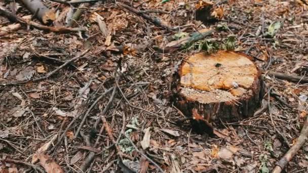 Kivágott fa az erdő. Csonkot egy újonnan kivágott fa. A probléma az erdőirtás — Stock videók