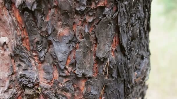 Burned and charred tree trunk close up view. A fire in forest damaged a pine tree. — Stock Video