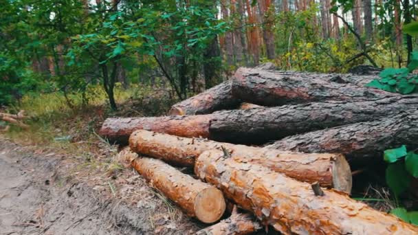 Un sacco di tronchi abbattuti da alberi ordinatamente piegati — Video Stock