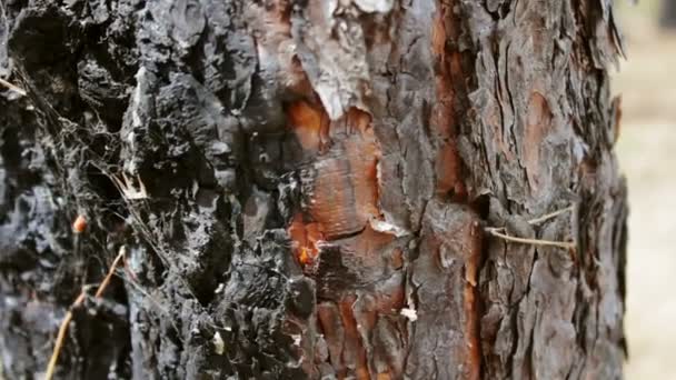 Tronco de árvore queimado e carbonizado vista de perto. Um incêndio na floresta danificou um pinheiro . — Vídeo de Stock