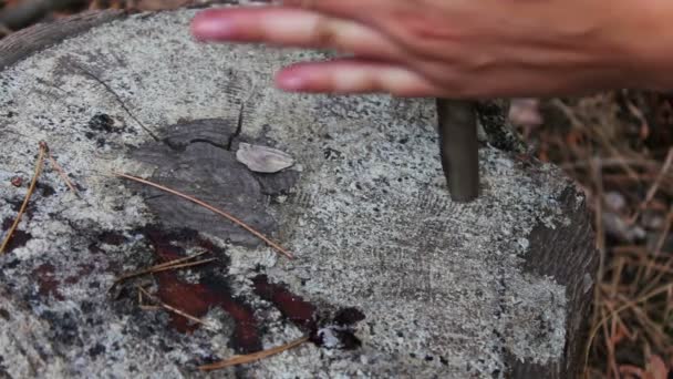 Kadın bir günlük üzerinde tahta bir sopa sürtünme kuvveti yardımıyla orman yangında doğurmak için çalışır — Stok video