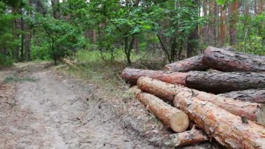 Ağaçlar yere katlanmış. Yeni kesilen ağaç güdük. Ormandaki yere kesilen ağaçlardan büyük günlükleri yalan. Ormansızlaşma sorunu.