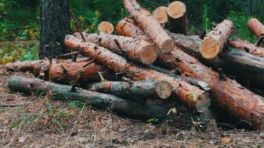 Yeni kesilen ağaç güdük. Ormandaki yere kesilen ağaçlardan büyük günlükleri yalan. Ağaçlar yere katlanmış. Ormansızlaşma sorunu.