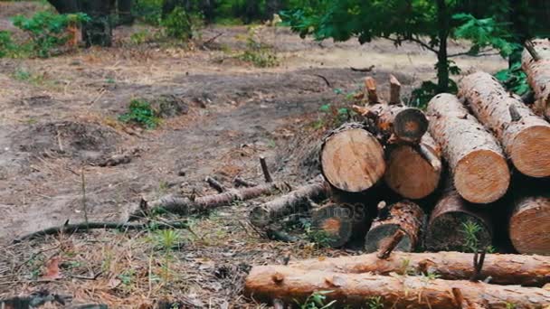 Τεράστια αρχεία καταγραφής από υλοτομημένα δένδρα βρίσκονται στο δάσος στο έδαφος. Διπλωμένο δέντρα στο έδαφος. Το πρόβλημα της αποψίλωσης των δασών. Κούτσουρο από ένα δέντρο ξεριζώθηκε πρόσφατα — Αρχείο Βίντεο