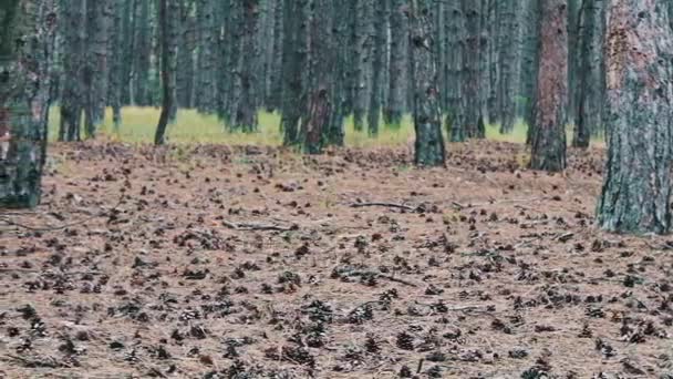 Cônes de pin sur le sol dans la forêt — Video