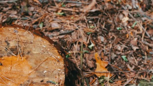 Un tocón de un árbol recién cortado. Árbol talado en el bosque.El problema de la deforestación — Vídeo de stock