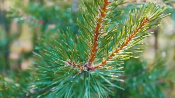 Сосновые ветки с конусами, раскачивающимися на ветру. Close-up. Young green branches from a pine or a fir tree waving in the wind in the forest on summer day — стоковое видео