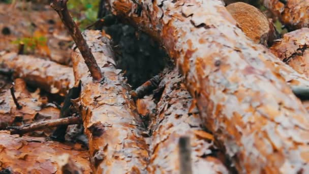 Stump from newly felled tree close up .Huge logs from felled trees lie in forest on ground. Складные деревья на земле. Проблема обезлесения . — стоковое видео