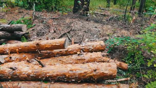 Lote de troncos derrubados de árvores ordenadamente dobradas — Vídeo de Stock