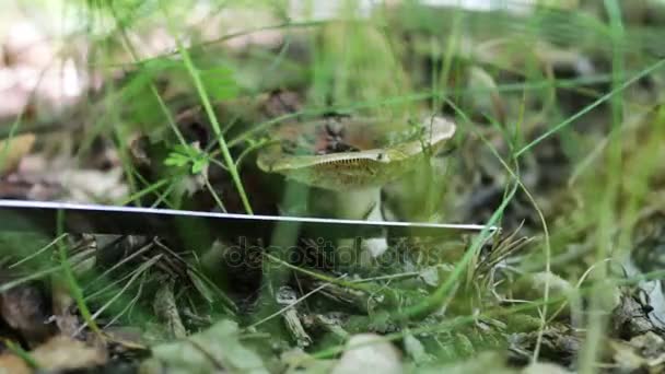 L'uomo taglia i funghi con un coltello nella foresta. Raccogli funghi dopo la pioggia, da vicino — Video Stock