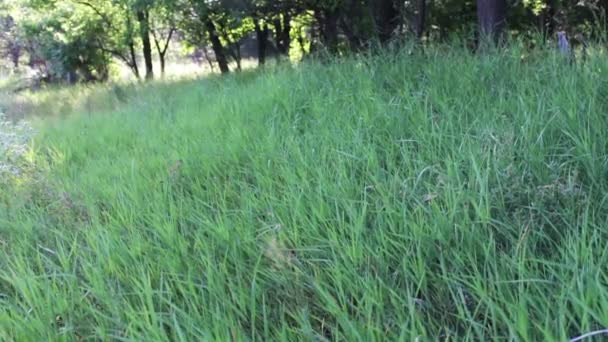 Verse jonge hoog gras zwaaiend in de wind aan de rand van het bos in de zomer — Stockvideo