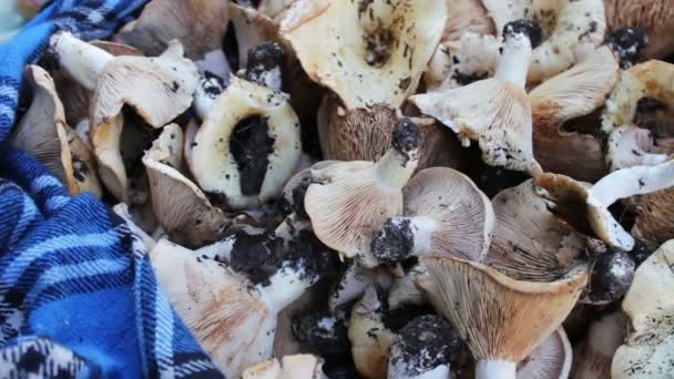 Harvest of freshly picked mushrooms in the forest that lie on a table close up view — Stock Video