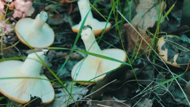 Los champiñones recién cortados con cuchillo yacen en la hierba. Champiñones recogiendo setas en el bosque bajo la capa de hierba verde y hojas secas — Vídeos de Stock