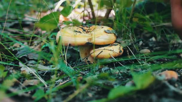 Seta venenosa cortada con cuchillo en la raíz del bosque, vista de cerca — Vídeo de stock