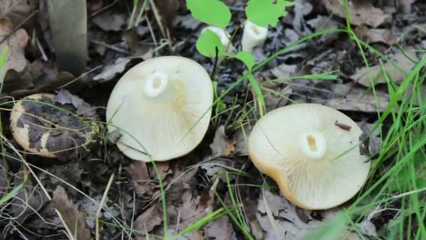 Свежеобрезанные грибы с ножом лежат на траве. Сбор грибов в лесу под слоем зеленой травы и сухих листьев — стоковое видео