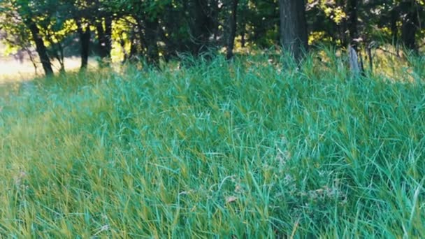 Färska unga höga gröna gräset vajar på vinden i skogskanten i sommar — Stockvideo