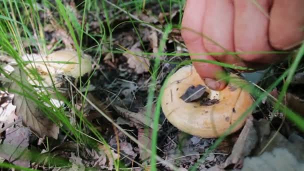 L'uomo taglia i funghi con un coltello nella foresta. Raccogli funghi dopo la pioggia, da vicino — Video Stock